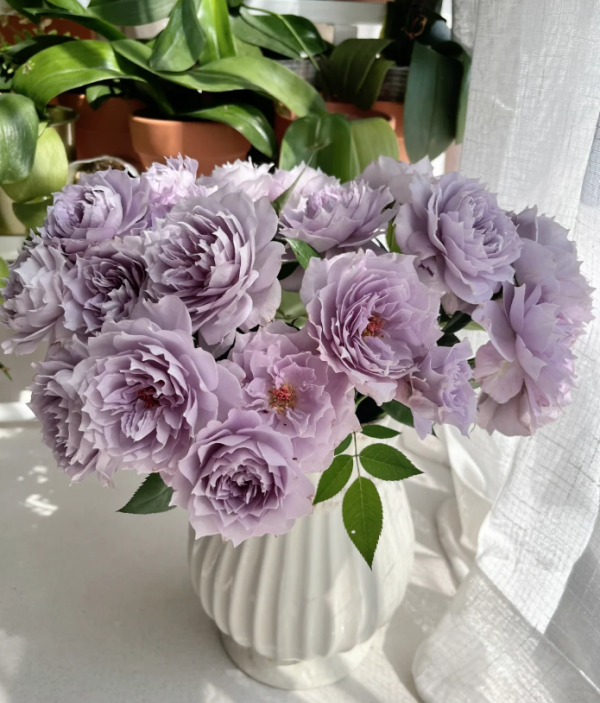 Purple Moonlight Rose丨Your roses