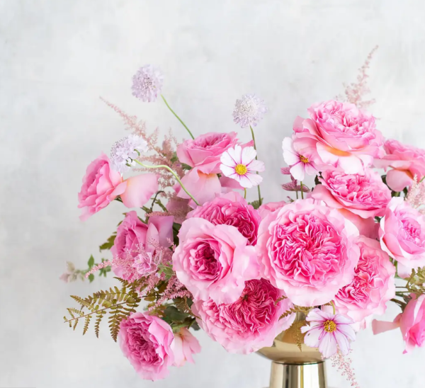 Millicent Rose Plant丨Your roses