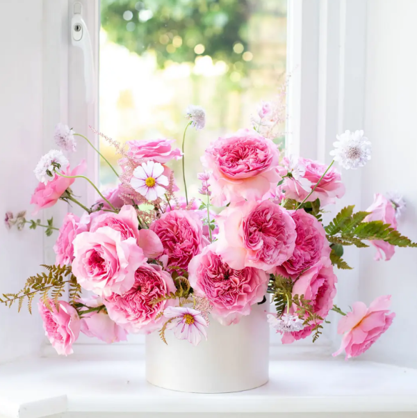 Millicent Rose for sale丨Your roses