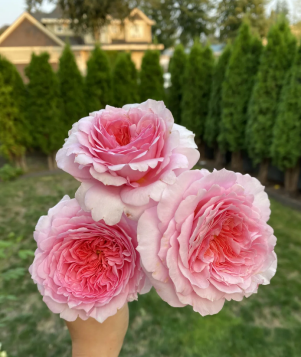 Rose Millicent丨Your roses