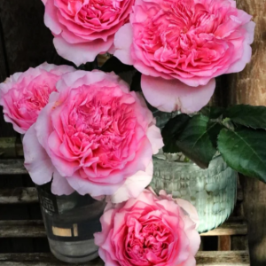 Millicent Rose丨Your roses