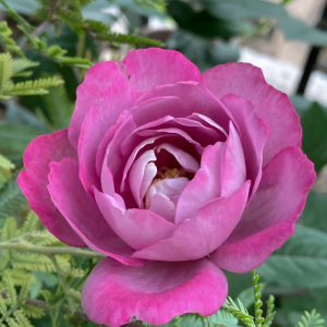 Wholesale Rose