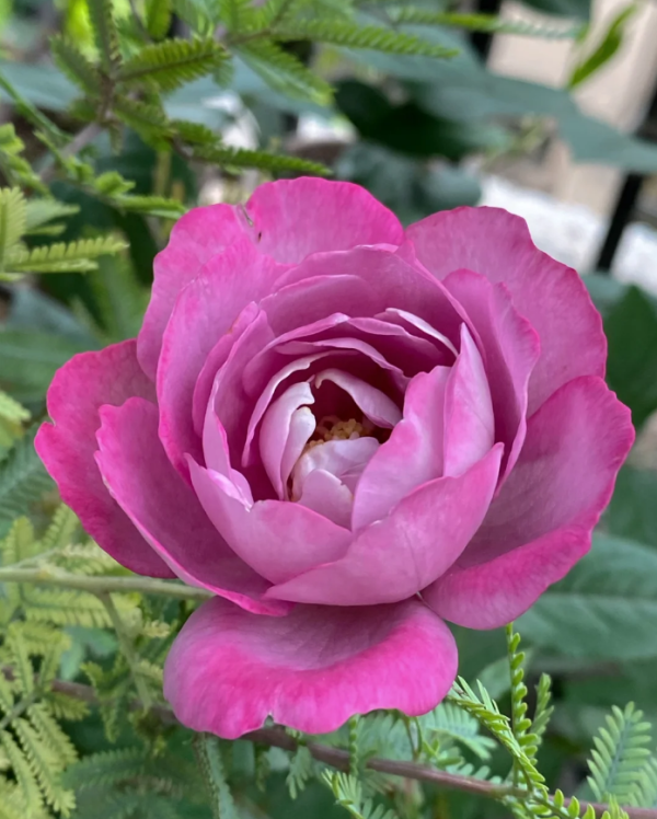 Wholesale Rose