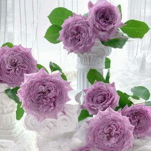 Windy Night Rose丨Your roses