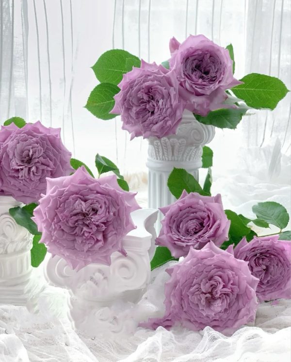 Windy Night Rose丨Your roses