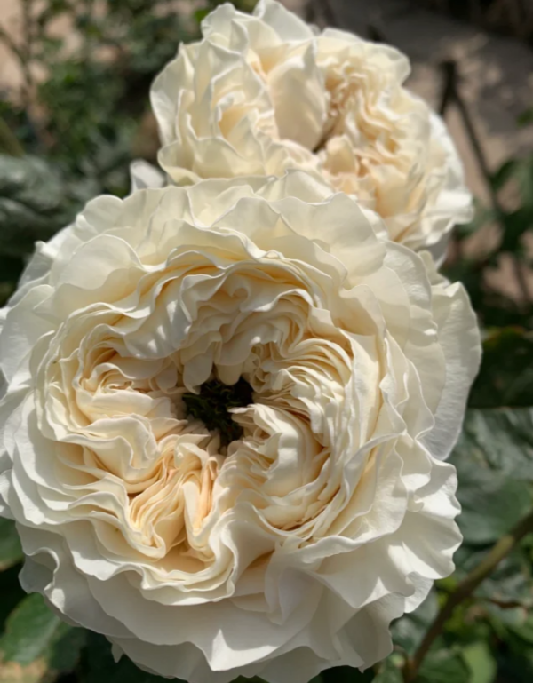 All four Pure Rose for sale丨Your roses