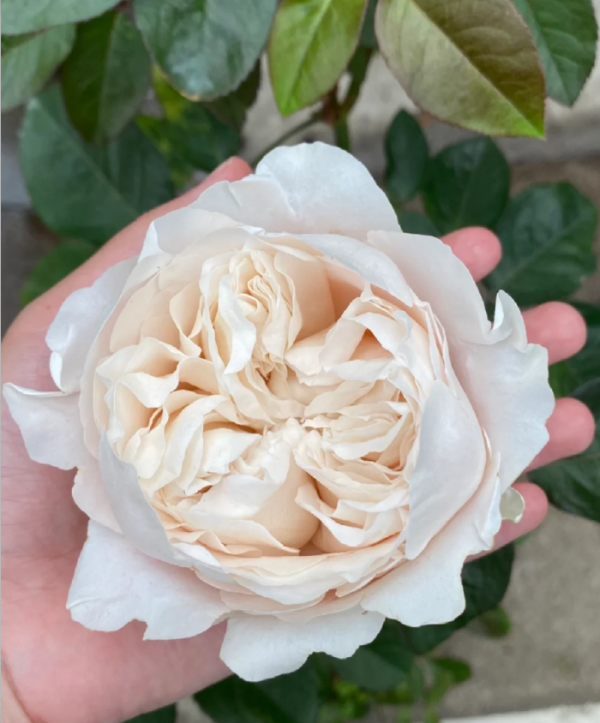 All four Pure Rose plant丨Your roses