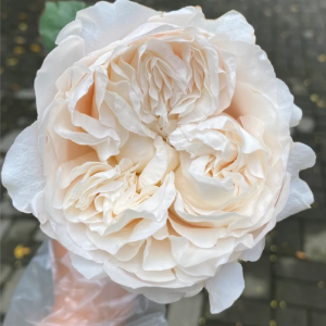 All four Pure Rose丨Your roses