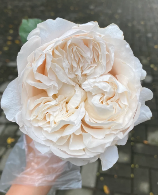 All four Pure Rose丨Your roses