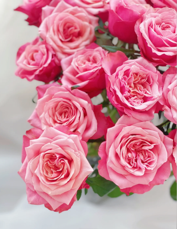 Alter ego Rose for sale丨Your roses
