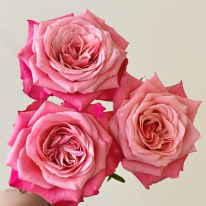 Alter ego Rose丨Your roses