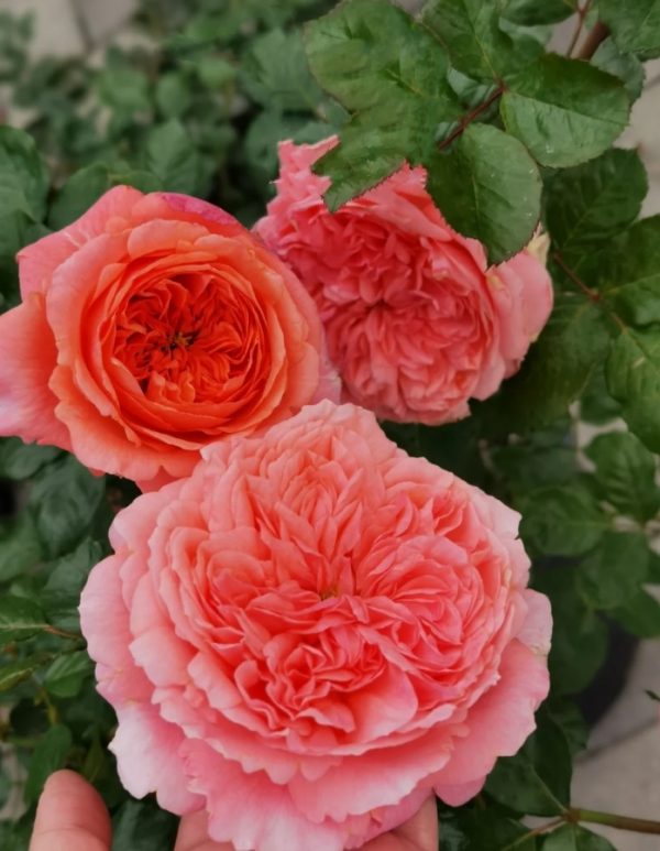 ADAruocal Rose丨Your roses