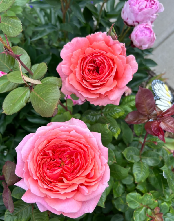 Amour de Molène Roses丨Your roses