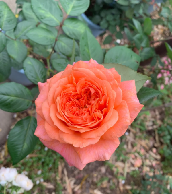 ADAruocal Rose丨Your roses
