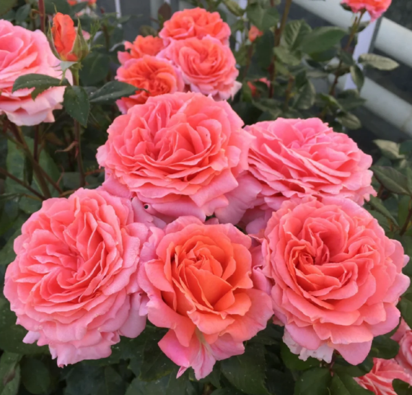 Amour de Molène Rose plant丨Your roses