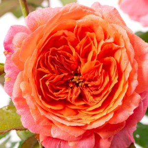 Amour de Molène Rose丨Your roses