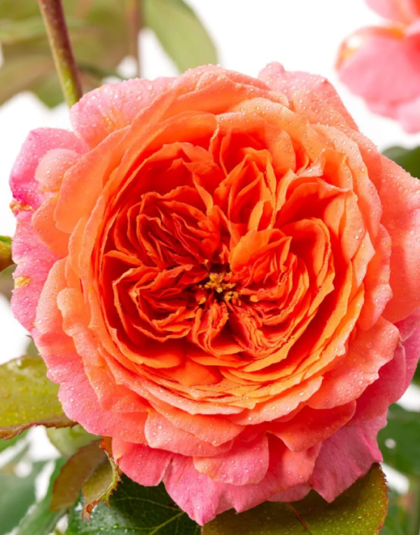 Amour de Molène Rose丨Your roses