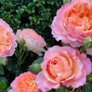 André Turcat Climbing Rose丨Your roses
