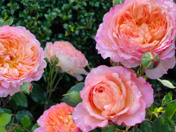 André Turcat Climbing Rose丨Your roses