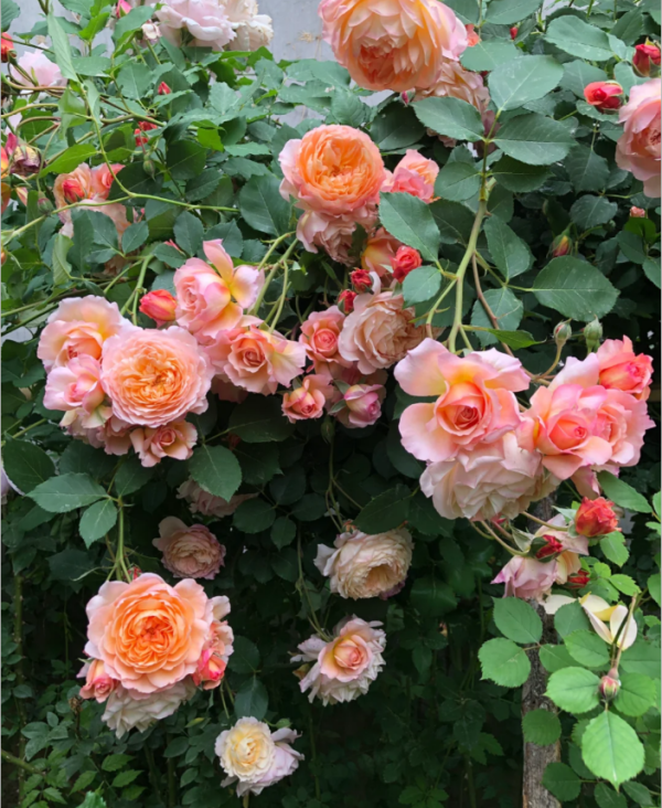 André Turcat Climbing Rose plant丨Your roses