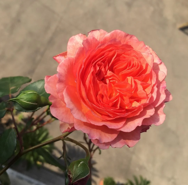 André Turcat Climbing Rose for sale丨Your roses