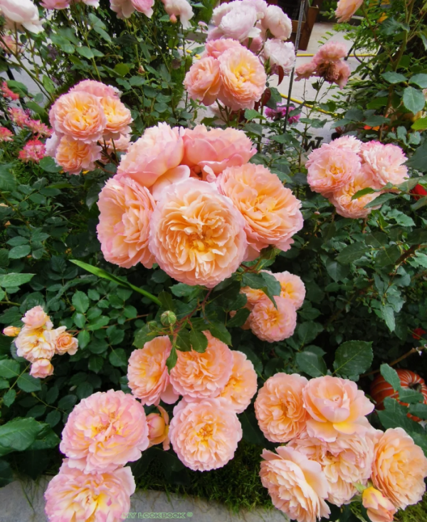 André Turcat Rose丨Your roses