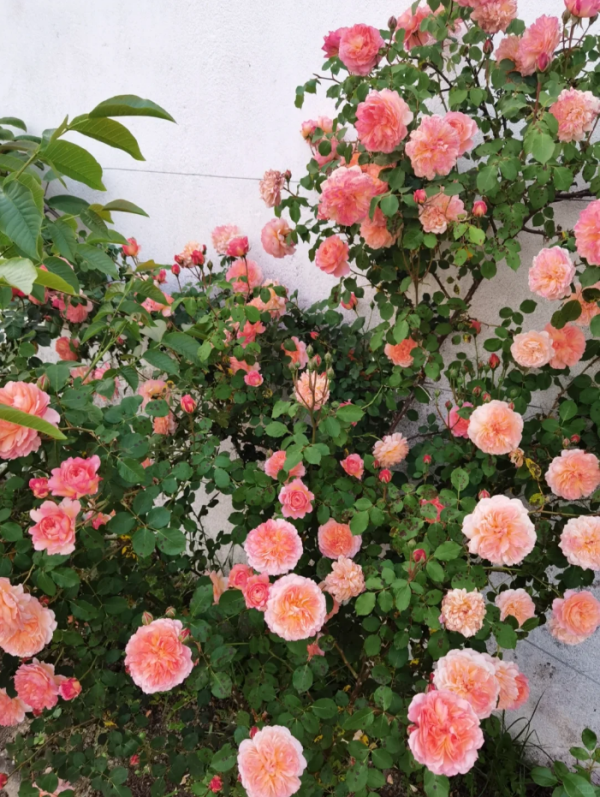 André Turcat Rose plant丨Your roses