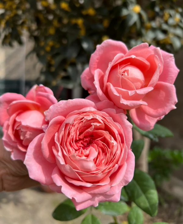 GUIgro Rose丨Your roses