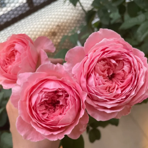 Anne-Sophie Pic Rose丨Your roses