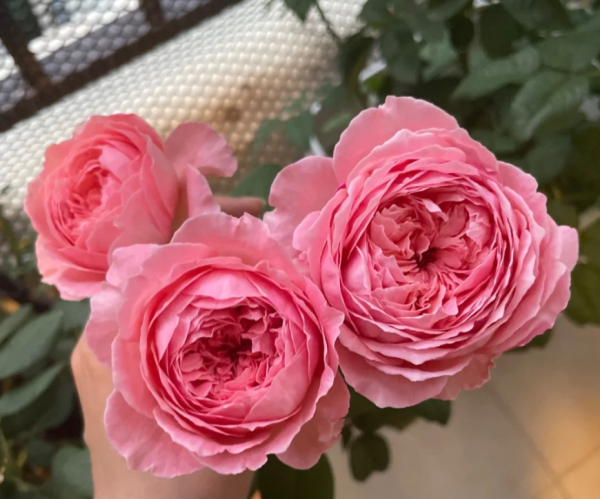 Anne-Sophie Pic Rose丨Your roses