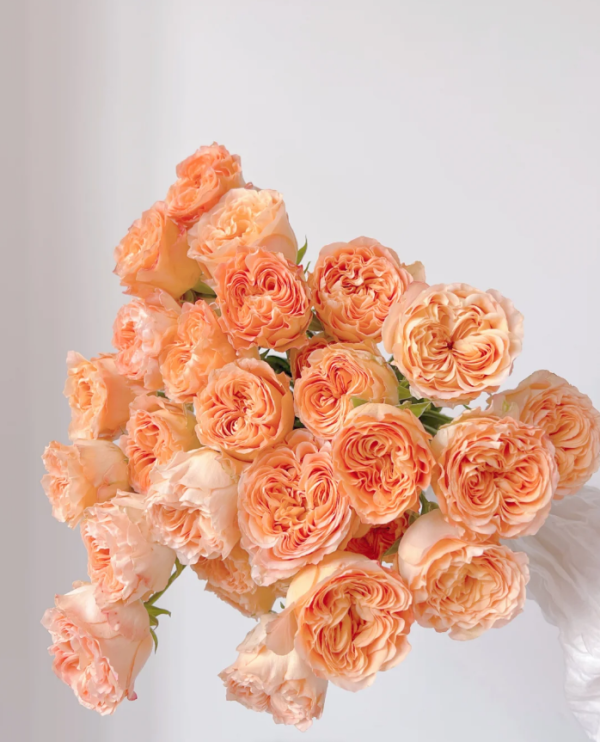 Apricot Lace Rose丨Your roses