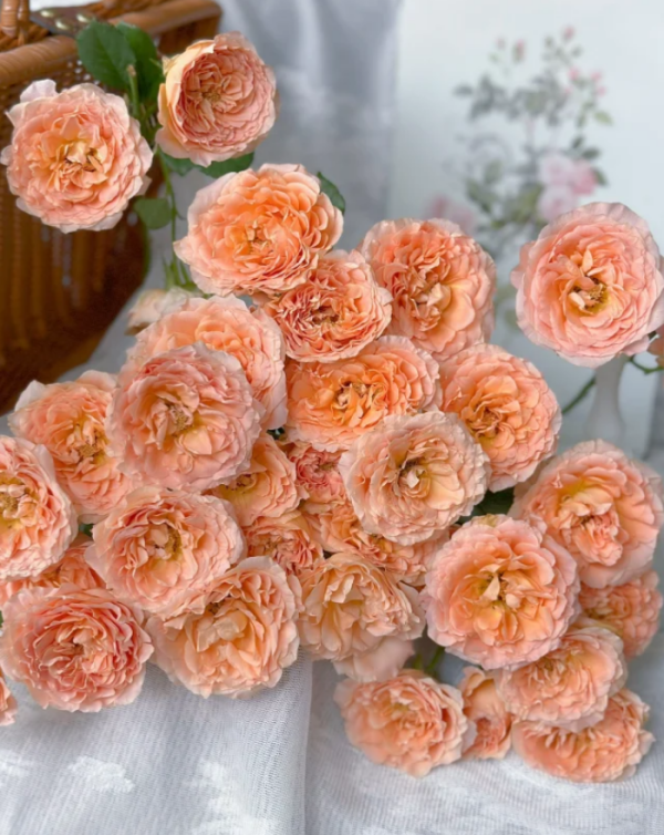 Apricot Lace Roses丨Your roses