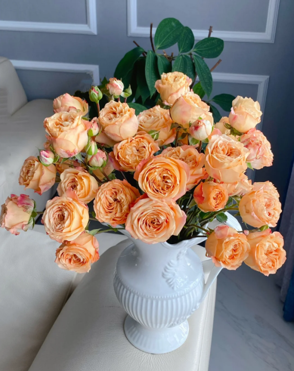 Apricot Lace Rose Plant丨Your roses