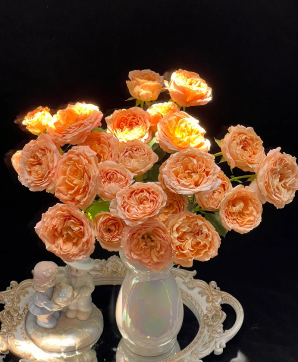 Apricot Lace Rose for sale丨Your roses