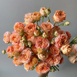 Apricot Lace Rose丨Your roses