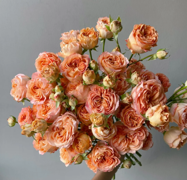 Apricot Lace Rose丨Your roses