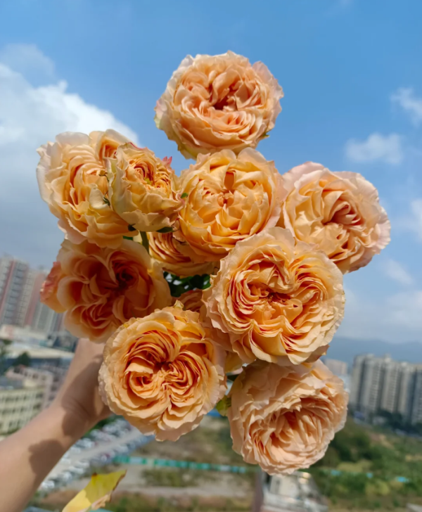 Rose Apricot Lace丨Your roses