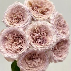 Beiley Rose丨Your roses
