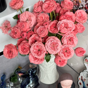 Bella Trendsetter Rose丨Your roses