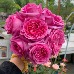 Bernadette Lafont Rose丨Your roses