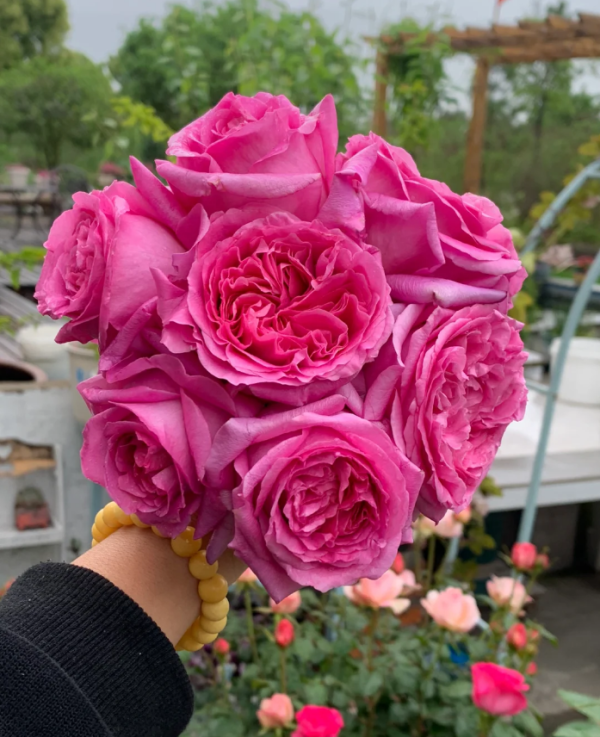 Bernadette Lafont Rose丨Your roses