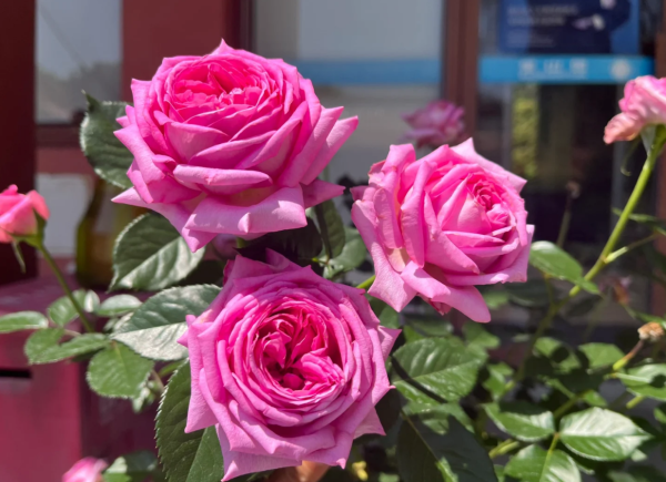 SAUvachild Rose plant丨Your roses