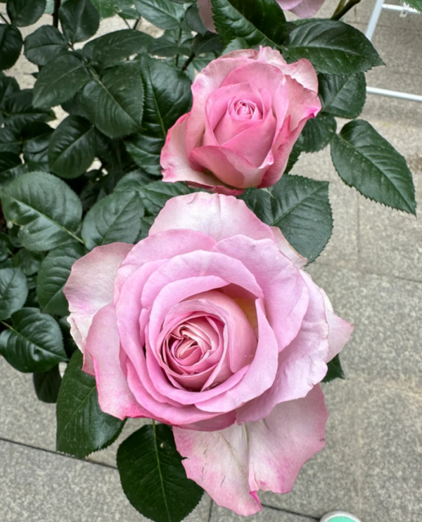 Sautar Rose丨Your roses