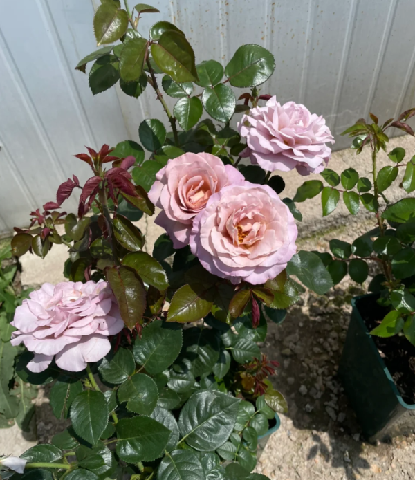 Sautar Rose丨Your roses