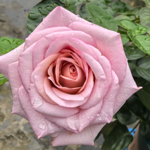 Blue Girl Rose丨Your roses