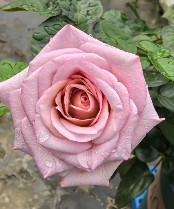 Blue Girl Rose丨Your roses