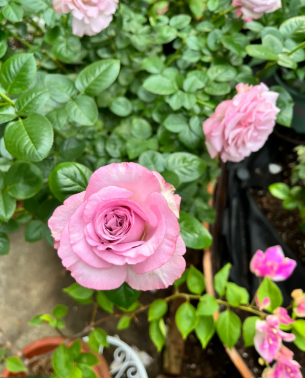 Blue Girl Rose plant丨Your roses