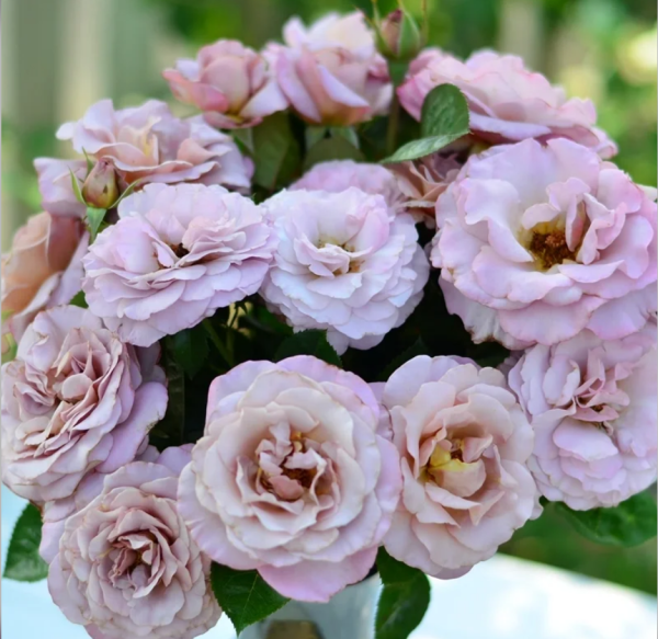 Blue Girl Rose Sautar Rose - Image 4
