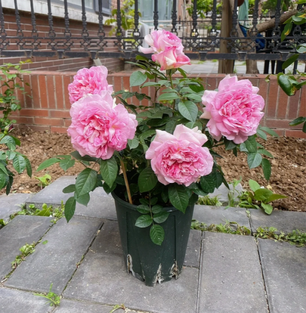 Bornéo Odore Rose for sale丨Your roses