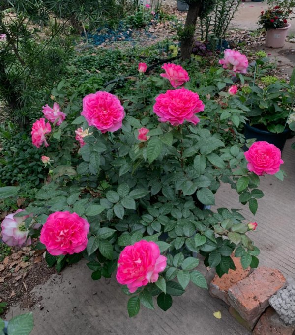 Bornéo Odore Rose Plant丨Your roses